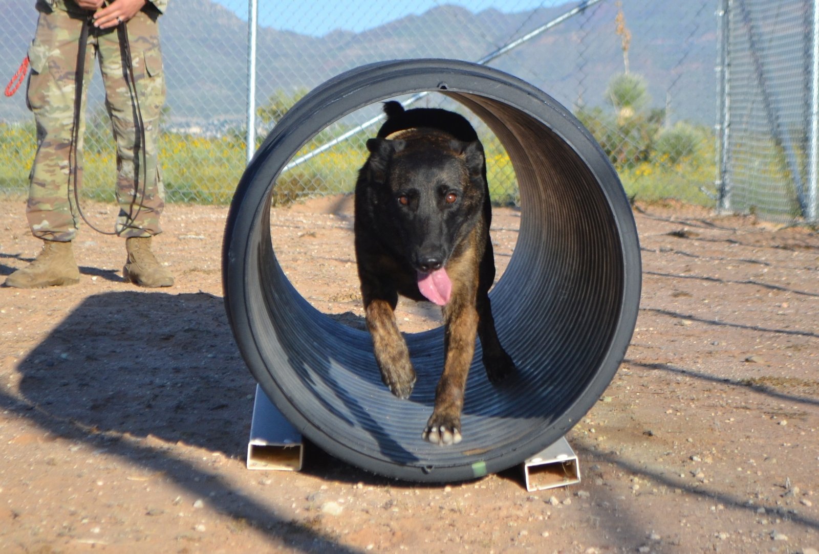 Savunma girişimi genetiği geliştirilmiş askeri köpekler yapmak istiyor